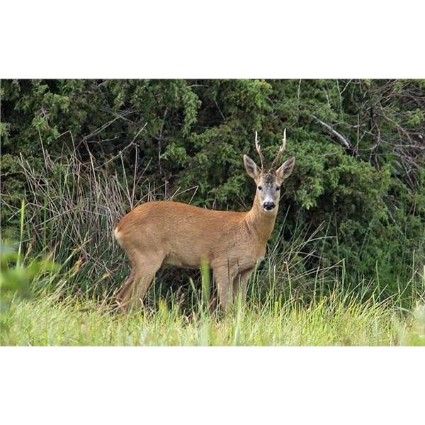 Spain - Roe Deer and Wild Boar for One