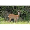 Image 1 : Spain - Roe Deer and Wild Boar for One