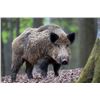 Image 2 : Spain - Roe Deer and Wild Boar for One