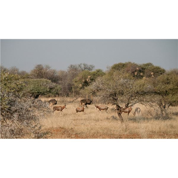 7-Day African Plains Game Safari in Limpopo Province, South Africa