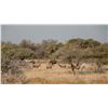 Image 1 : 7-Day African Plains Game Safari in Limpopo Province, South Africa