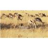 Image 2 : 7-Day African Plains Game Safari in Limpopo Province, South Africa