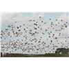 Image 2 : Argentinean Dove Hunt for Four