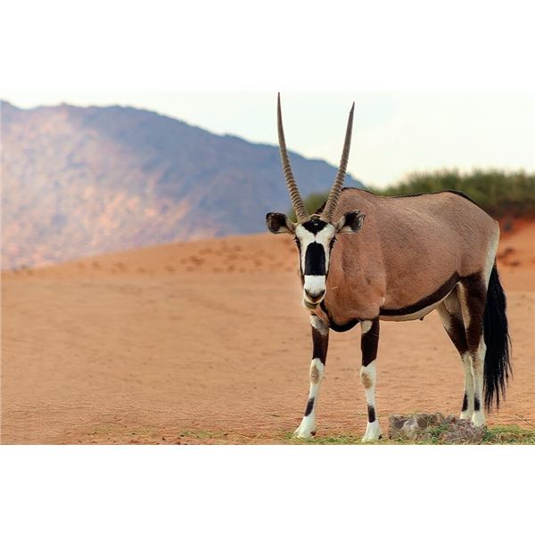 Namibia Hunt for Oryx, Warthogs, and Impala