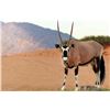 Image 1 : Namibia Hunt for Oryx, Warthogs, and Impala