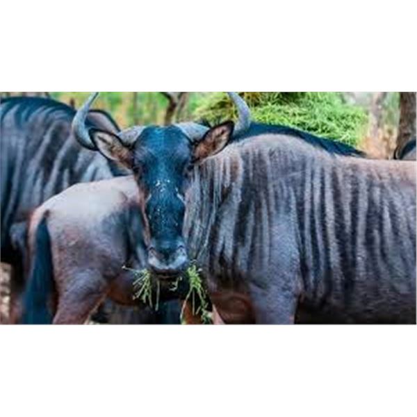 9-Day South African Safari & Fishing Experience - Luxury Lodge Adventure for One