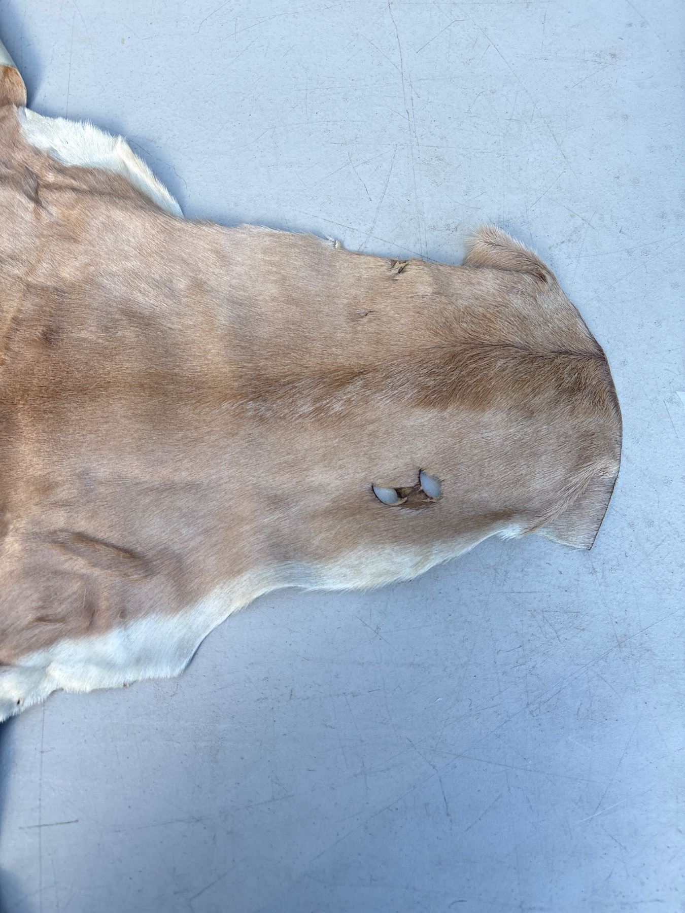 Animal Hide String Vintage Authentic Animal Hide Fur