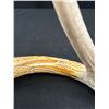 Image 2 : Very Nice Carved Eagle Head On Old Deer Antler, Great Detail