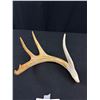 Image 3 : Very Nice Carved Eagle Head On Old Deer Antler, Great Detail