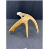 Image 4 : Very Nice Carved Eagle Head On Old Deer Antler, Great Detail
