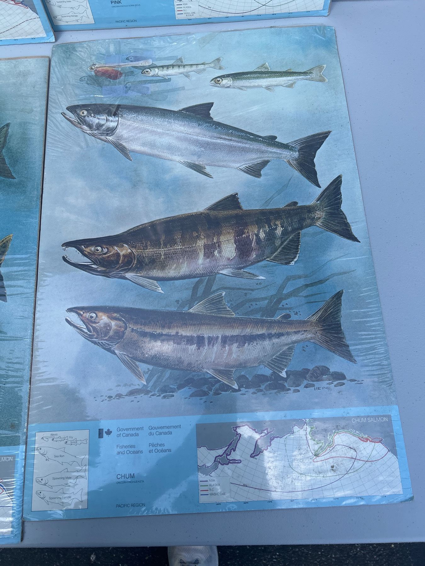 Lot of 6 Large Government of Canada Fisheries Fish Posters Nice Graphics