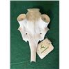 Image 1 : Frankonia Jagd Fallow Deer Mounting Base