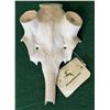 Image 2 : Frankonia Jagd Fallow Deer Mounting Base