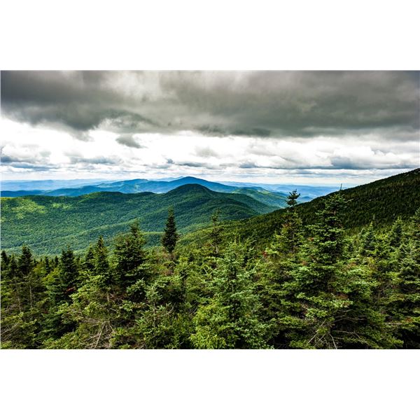 Pickleball & Local Flavors: Stowe Experience