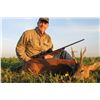 Image 1 : Roe Deer Hunt - Serbia
