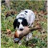 Image 3 : Tower Pheasant Hunt for 2 - Texas