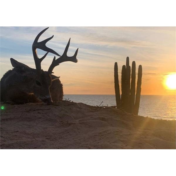 5 Day Coues Deer Hunt - Sonora Mexico