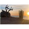 Image 1 : 5 Day Coues Deer Hunt - Sonora Mexico