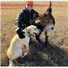 Image 2 : Pheasant Hunt for 4 - South Dakota
