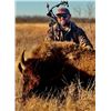 Image 1 : Bison Cow Meat Hunt - Texas