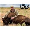 Image 2 : Bison Cow Meat Hunt - Texas