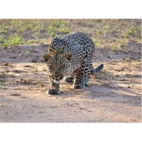 7-day Photo Safari with Kido - Kwazulu-Natal