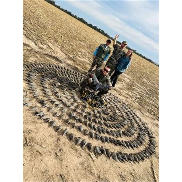 Cordoba Dove for 4-hunters with Argentina Wing Shooting
