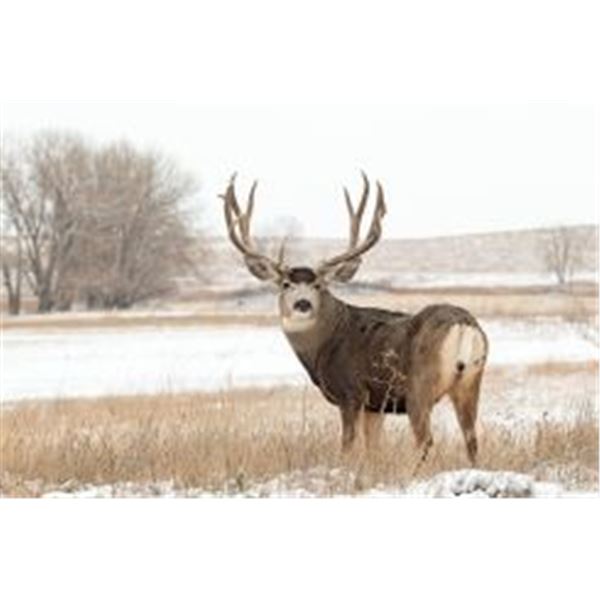 Nebraska Mule Deer with Scott Outdoors
