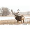 Image 1 : Nebraska Mule Deer with Scott Outdoors