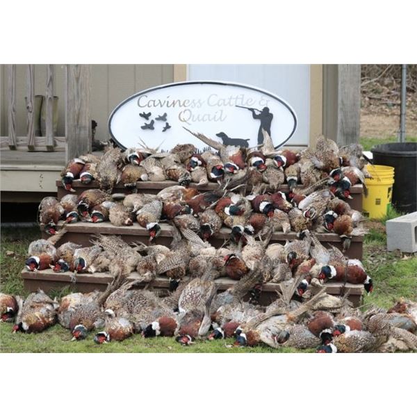 Pheasant Hunt for 10 hunters with Caviness Cattle and Quail