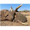 Image 1 : 7-day Exportable Elephant with Victoria Falls Safaris