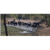 Image 4 : 7-day Exportable Elephant with Victoria Falls Safaris