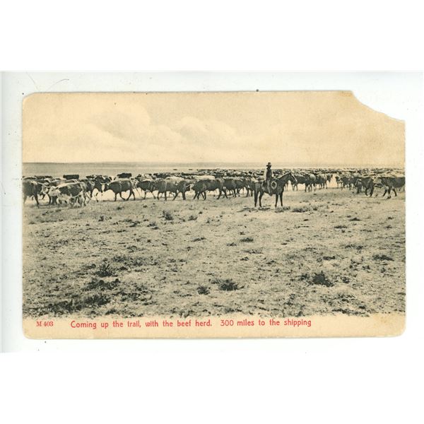 Vintage Post Card – “Coming up the trail, with the beef herd.  300 miles to the sh