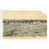 Image 1 : Vintage Post Card – “Coming up the trail, with the beef herd.  300 miles to the sh