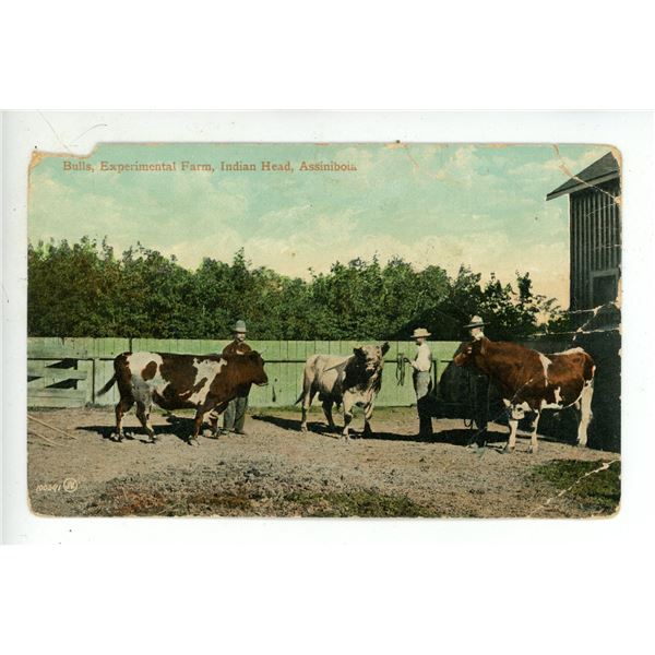 Vintage Post Card – “Bulls, Experimental Farm, Indian Head, Assiniboia”, 