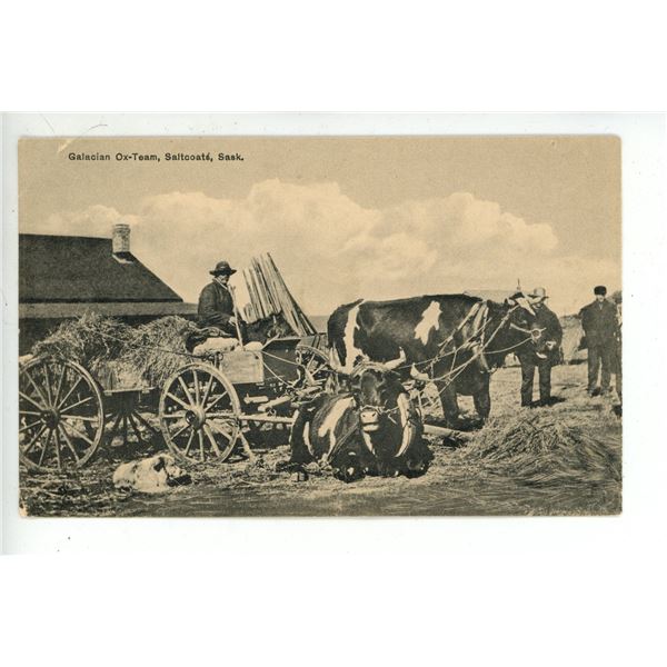 Vintage Post Card – “Galacian Ox-Team, Saltcoats, Sask.”