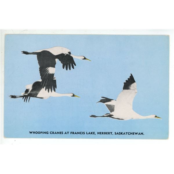 Sask. Museum of Natural History Info Card w/ 1953 photo – “Whooping Cranes at Fran