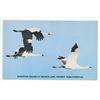 Image 1 : Sask. Museum of Natural History Info Card w/ 1953 photo – “Whooping Cranes at Fran