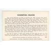 Image 2 : Sask. Museum of Natural History Info Card w/ 1953 photo – “Whooping Cranes at Fran