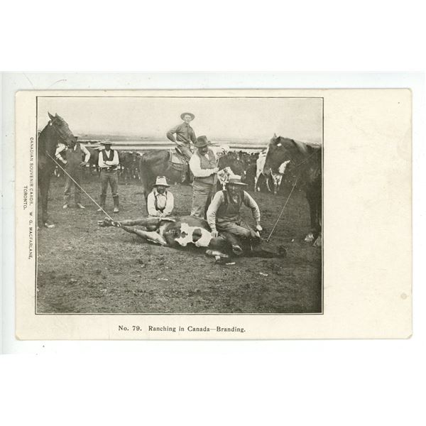 Vintage Post Card – “Ranching in Canada – Branding”