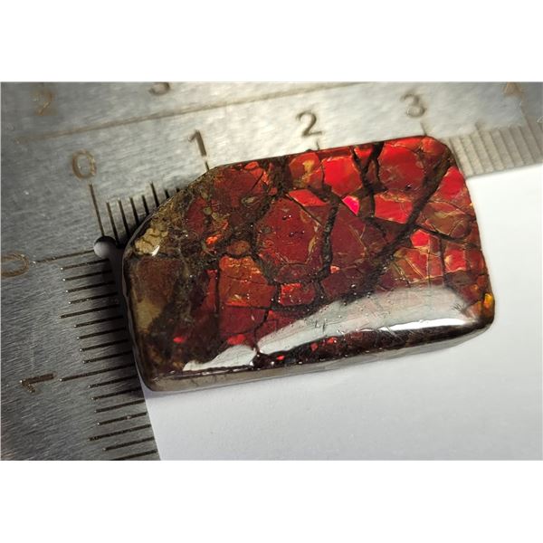 14) NATURAL RED FIRE 320 CT AMMOLITE