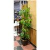 Image 1 : SILK TREE