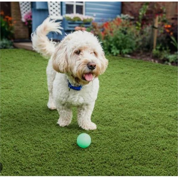 Golden Select Artificial Grass, Barley, 64.6 sq. ft. Roll