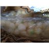 Image 4 : IQF Pearl Onions 5kg Belgium Case