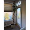 Image 1 : Plant