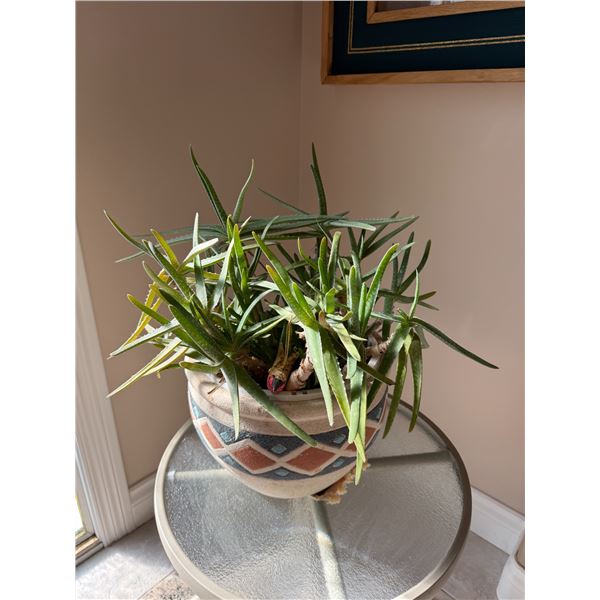 Plant