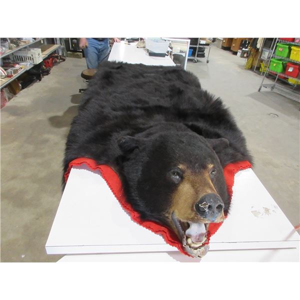 Bear Skin Rug - Head to Tail Approx. 76", Front Paw to Front Paw Approx. 79"