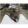 Image 1 : Wolf Skin Rug - Head to Tail Approx. 78", Front Paw to Front Paw Approx. 61"