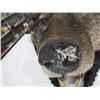 Image 3 : Wolf Skin Rug - Head to Tail Approx. 78", Front Paw to Front Paw Approx. 61"