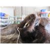 Image 4 : Wolf Skin Rug - Head to Tail Approx. 78", Front Paw to Front Paw Approx. 61"